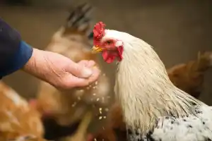 White chicken eating seed from a person's hand/